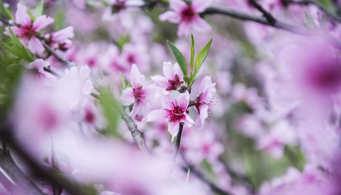 2023南宁青秀山有桃花看吗现在 2023年南宁青秀山桃花观赏点及时间