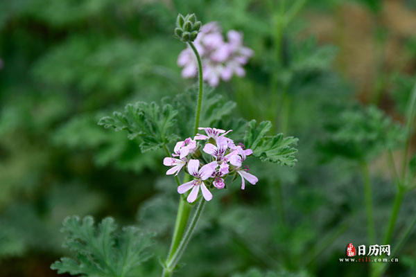 三伏天艾灸哪里最好