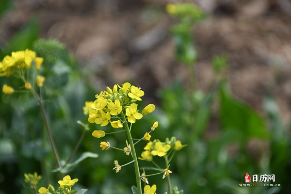 今年农历兔年双春年意味着有两个什么