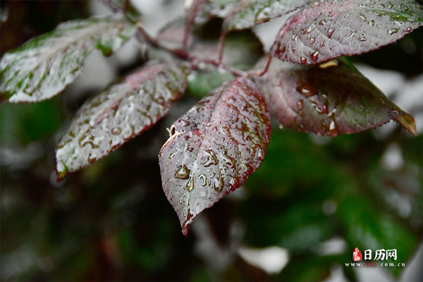 入伏第一天下雨好吗