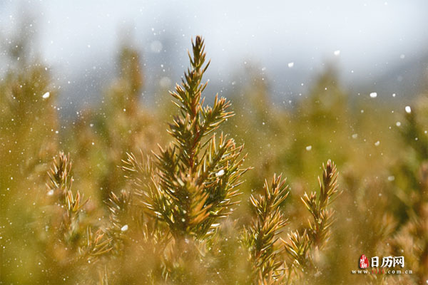数九算冬至那天吗