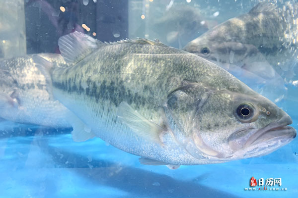 三伏天养生吃什么最好