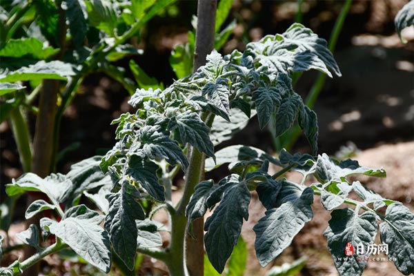 三伏贴上午贴还是下午贴