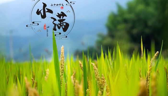 小满可以做什么活动 小满节气活动方案