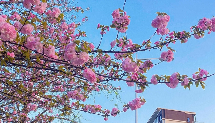 上海顾村公园樱花节什么时候开始2023 2023年顾村公园樱花节攻略