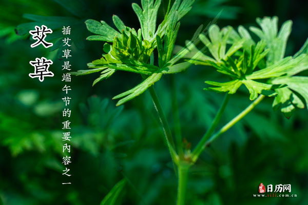 三伏天艾灸能天天灸吗