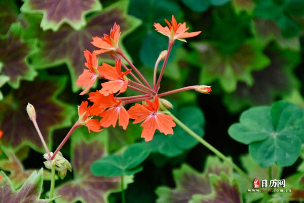 初伏和入伏是一样吗