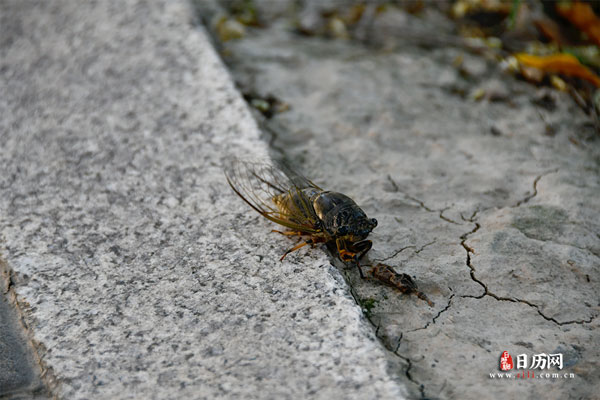 出伏就是秋天了吗