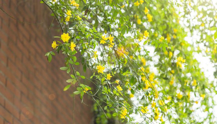 寒食节要干什么事情 寒食节这一天要干嘛