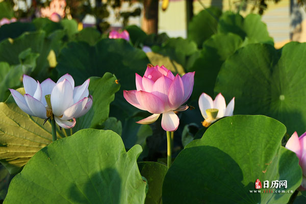 头伏是哪天,头伏是怎么计算的