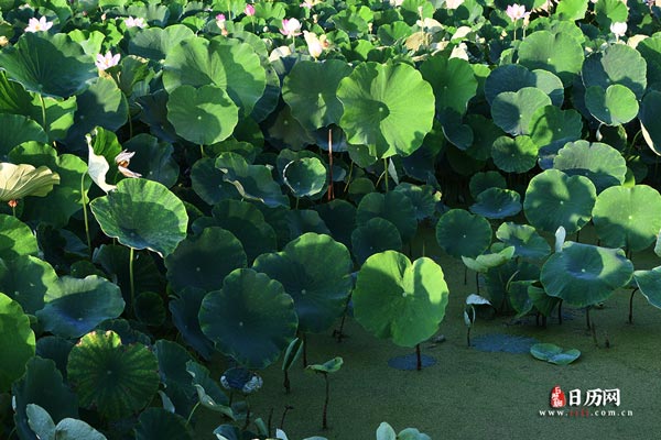 2028年三伏天时间表【7.14-8.22】