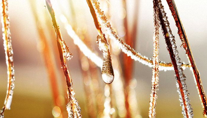 寒露饮食养生吃什么 寒露节气吃什么比较养生