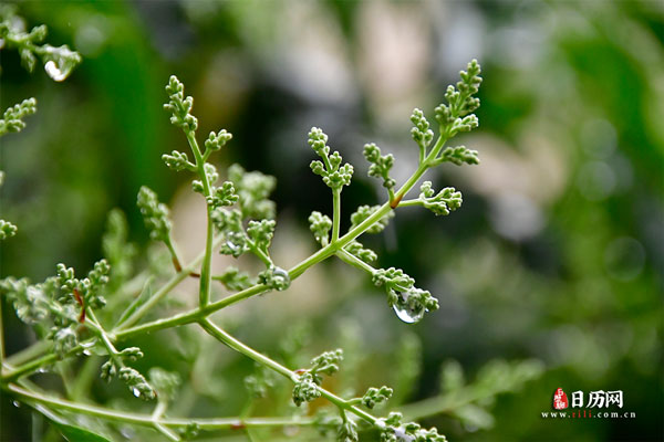 入伏下雨有什么讲究