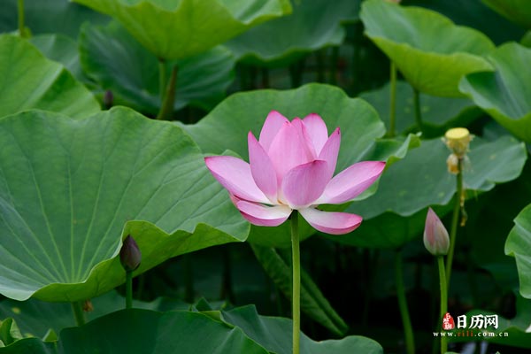 入伏祝福语，三伏天祝福语