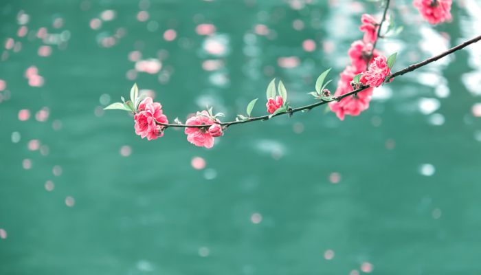 春分节气的由来和习俗 二十四节气之春分的由来及习俗