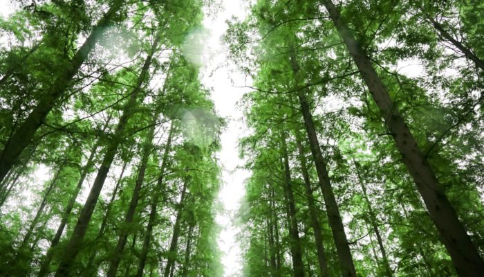 2023年植树节时间 2023年植树节是什么时候