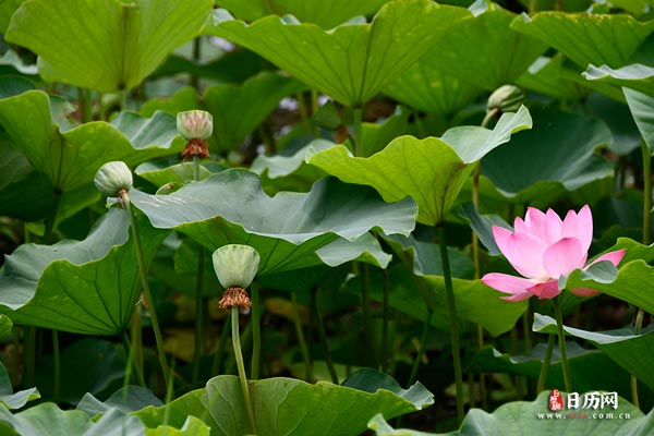 中伏为何是20天