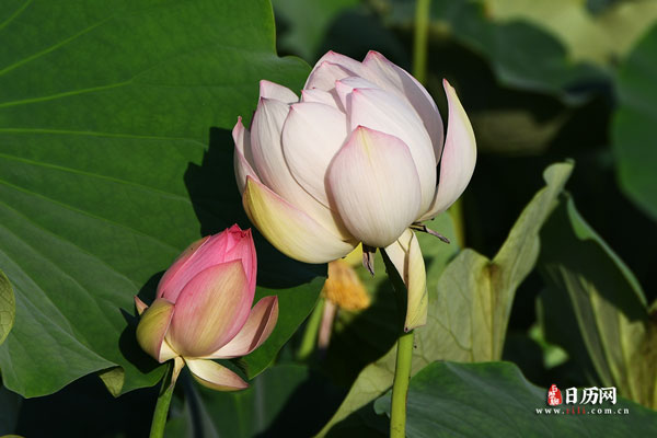 2030年三伏天时间表【7.14-8.22】