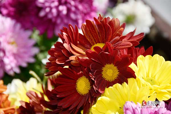 头伏热还是末伏热