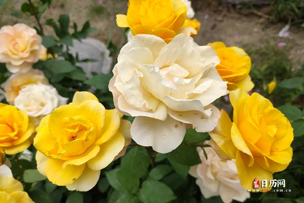 头伏下雨有什么说法，初伏下雨有什么说法