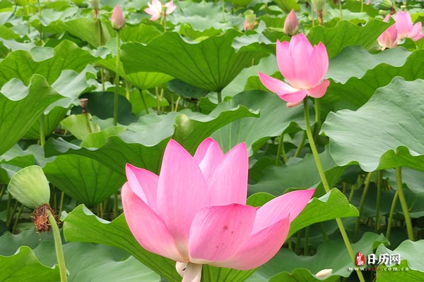 伏天怎么算，一伏多少天
