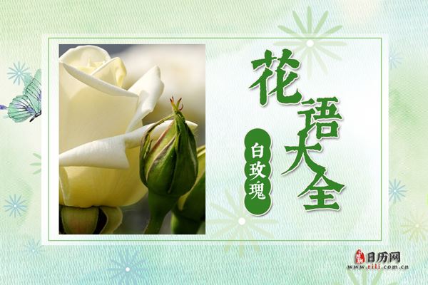 白玫瑰花的花语是什么?白玫瑰花语大全及传说
