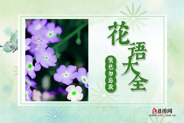 紫色勿忘我的花语是什么?紫色勿忘我花语大全及传说
