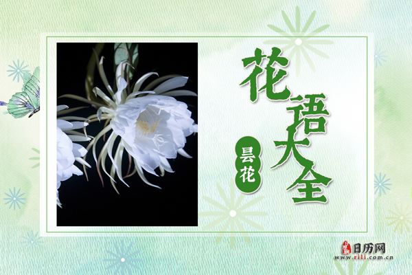 昙花的花语大全?昙花的传说故事