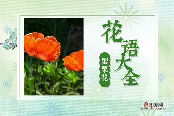 罂粟花的花语是什么?罂粟花花语大全及传说故事