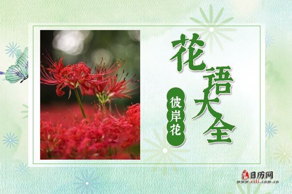 不同颜色彼岸花花语,彼岸花图片大全