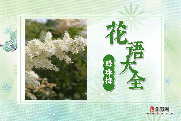 珍珠梅的花语是什么?珍珠梅花语大全