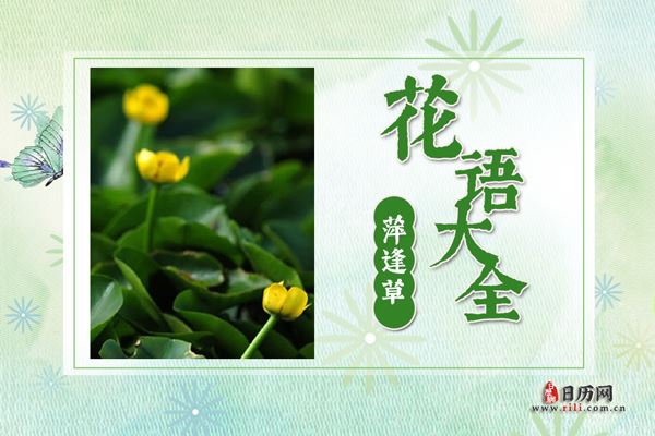 萍逢草的花语是什么?萍逢草花语大全及图片