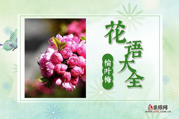 榆叶梅的花语是什么?榆叶梅花语大全及图片