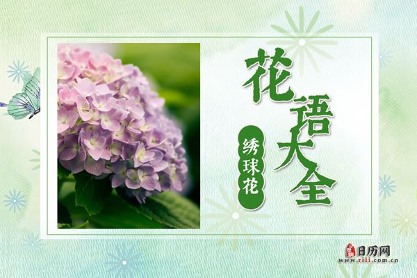 绣球花的花语是什么?绣球花花语大全及传说故事