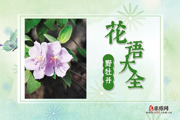 野牡丹的花语是什么?野牡丹花语大全及传说