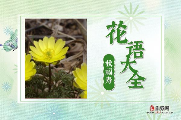 秋福寿草的花语是什么?秋福寿草花语大全及传说