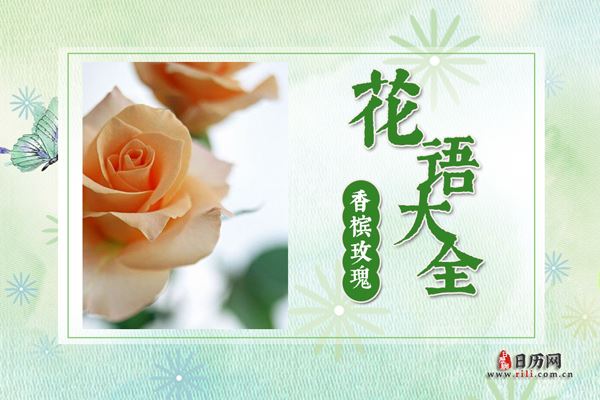 香槟玫瑰的花语是什么?香槟玫瑰花语大全