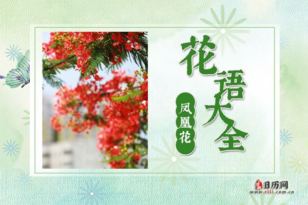 凤凰花的花语是什么?凤凰花花语大全及神话故事