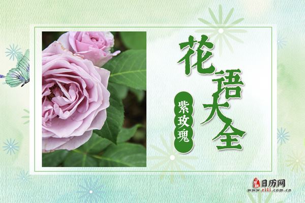 紫玫瑰的花语是什么?紫玫瑰花语大全及传说