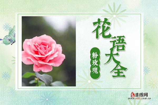 粉玫瑰的花语是什么?粉玫瑰花语大全及传说故事