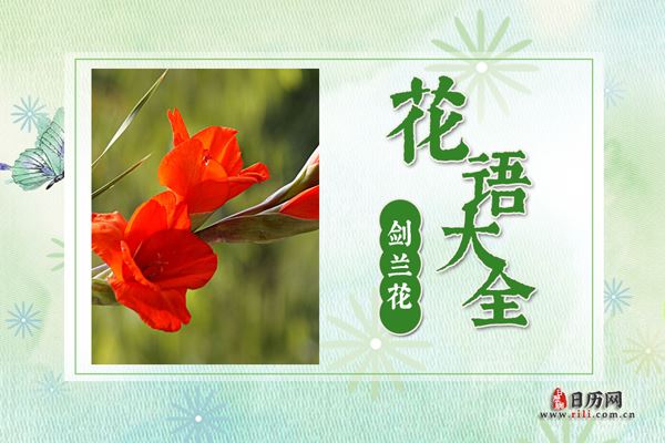 剑兰花花语大全 剑兰花的花语是什么