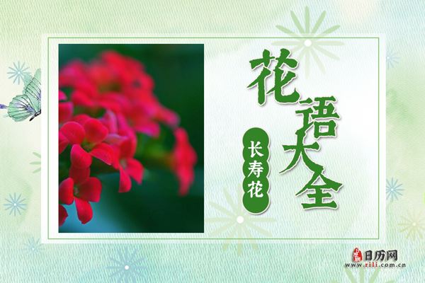 长寿花的花语是什么?长寿花花语大全及美丽传说