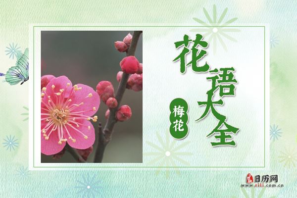 梅花的花语是什么?梅花花语大全及传说故事