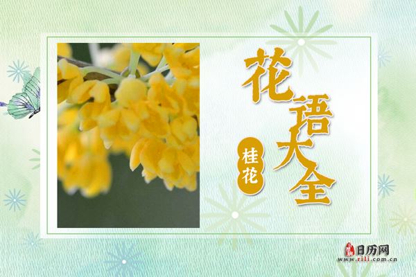 桂花的花语是什么?桂花花语大全及传说故事