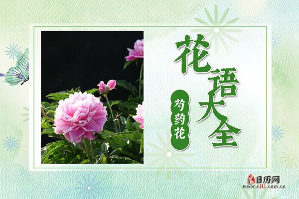 芍药花的花语是什么?芍药花花语大全及传说