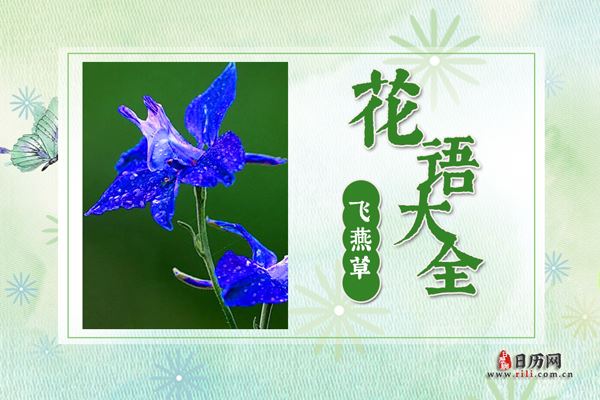 飞燕草的花语及传说