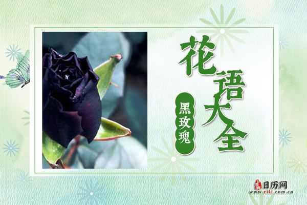 黑玫瑰的花语是什么?黑玫瑰花语大全及传说故事