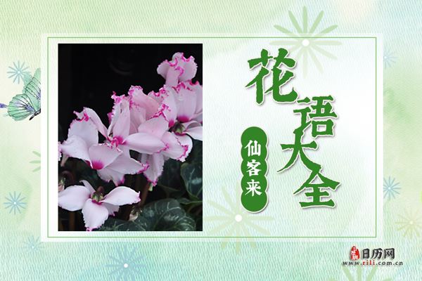 仙客来的花语是什么?仙客来花语大全及传说
