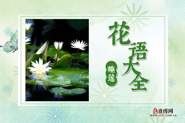 睡莲的花语是什么?睡莲花语大全及传说故事