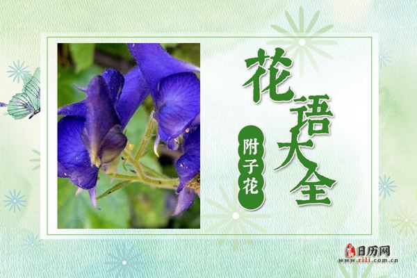 附子花的花语是什么?附子花花语大全及图片